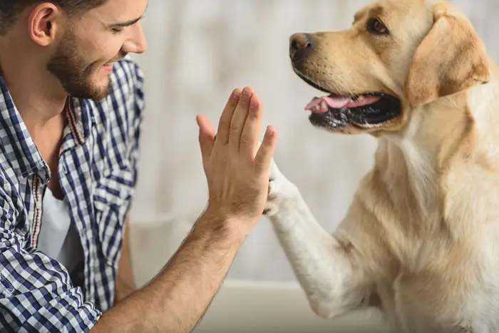 Animal Assisted Therapy - Day One Charity